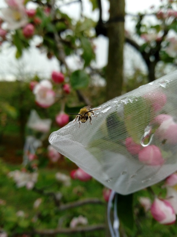 Solitary bee on a pollinator exclusion bag in an apple orchard
